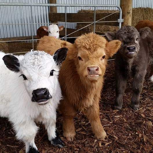 Newborn and baby highland cows