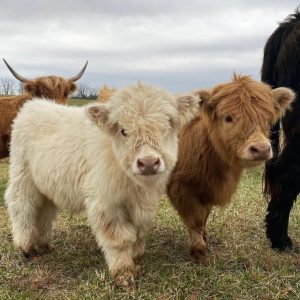  What type of fencing for cows?