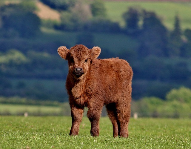 perfect miniature cow