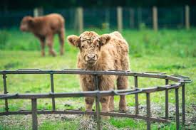 Miniature Highland Cow