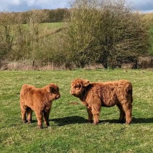 What colors are mini highland cows?