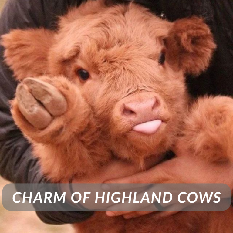 charm of highland cow