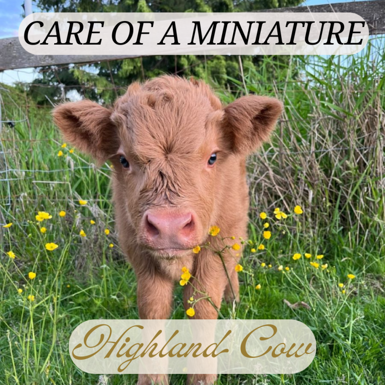 care of highland cow
