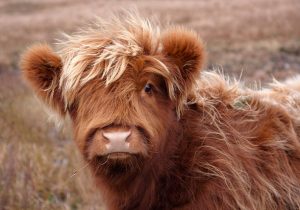 Care of a Miniature Highland Cow