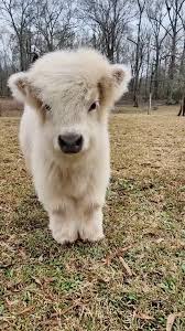  Seasonal Grooming Tips for Highland Cows