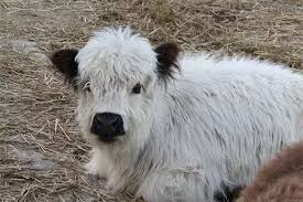 Essential Grooming Tools for Miniature Highland Cows
