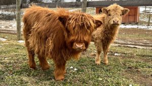 Understanding the Highland Cow Coat