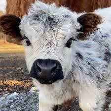 Why Grooming Your Miniature Highland Cow Matters