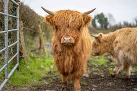 Grooming Your Miniature Highland Cow