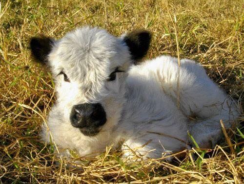 Miniature Highland Cow