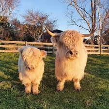 Mini Cow Temperament & Training Tips