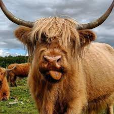 Space & Shelter Requirements for Your First Mini Cow