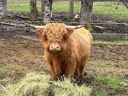 Things to Consider Before Owning a Mini Cow