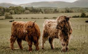 Cost of Ownership: What to Budget for a Mini Cow