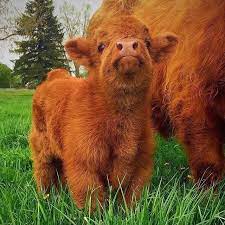 Where Can You Get a Mini Highland Cow?