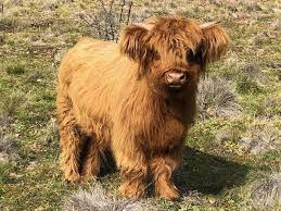 Pros & Cons of Mini Cow Ownership