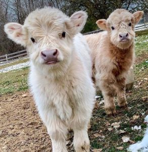 mini highland cow