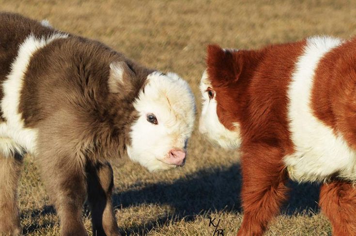 miniature highland cow