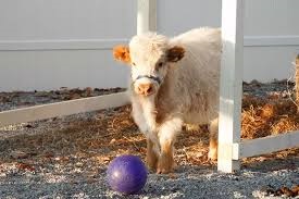 History of the Highland Cow