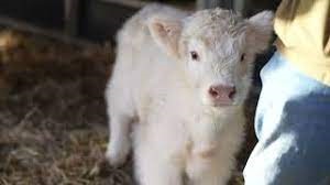 All About Mini Highland Cows: What Makes Them Unique