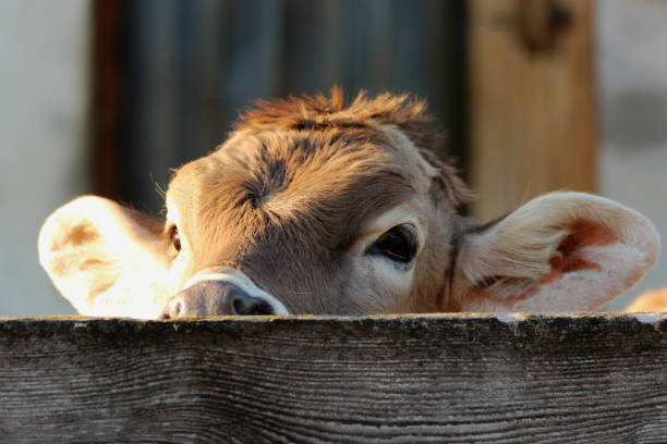 The Adorable Miniature Highland Cow: A Farm Favorite The Adorable Miniature Highland Cow: A Farm Favorite