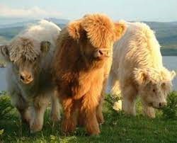The Charm of the Mini Highland Cow