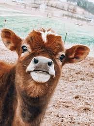 Mini Highland Cow Coat Types and Color Varieties