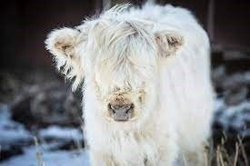 Counting the Real Cost of Mini Highland Cow Ownership