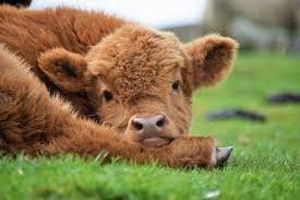 Adopting a Miniature Highland Cow: A Compassionate Choice