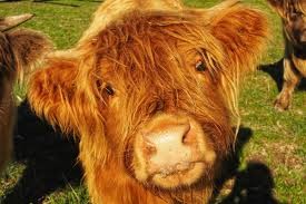 Average Lifespan of a Miniature Highland Cow