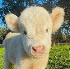 Unique and Endearing Traits