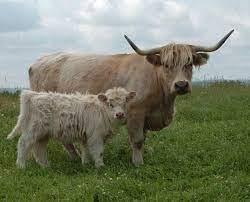 The Physical Traits of Miniature Highland Cows