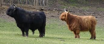 Understanding Miniature Highland Cows