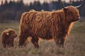 Purchase Price: What Does a Mini Highland Cow Cost?
