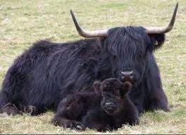 What Makes Mini Cows Unique?