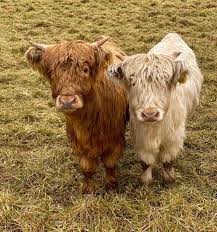 How Long Do Miniature Highland Cows Live?