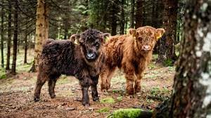 Why Mini Cows are Gaining Attention