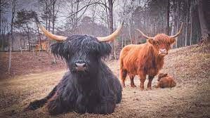 How to Extend the Lifespan of Your Miniature Highland Cow