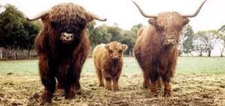 Key Factors That Influence the Lifespan of Miniature Highland Cows