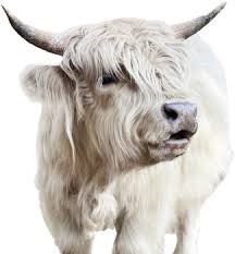 Health and Veterinary Care Costs