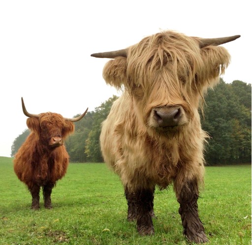 The Importance of Enrichment in a Cow’s Life