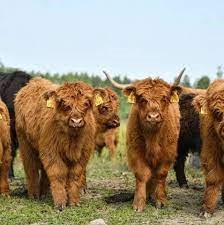 Building a Meaningful Bond with Your Cows