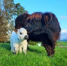 Preparing Your Mini Highland Cow for Travel