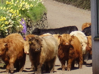First Week With Your New Mini Highland Cow