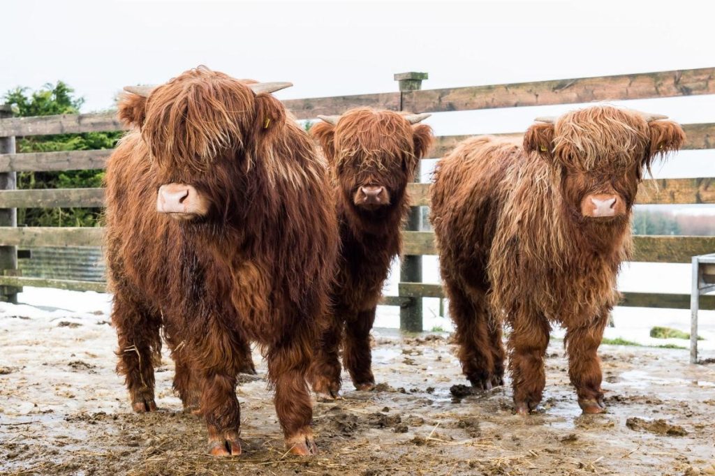 Transporting Your Mini Highland Cow Safely