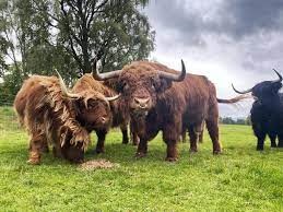 How Much Do Mini Highland Cows Usually Cost?