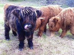 What Are Mini Highland Cows? (Foundation Section)