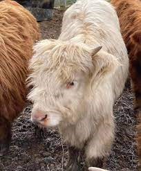 Mini Highland Cows for Sale: The Complete Guide for Beginners