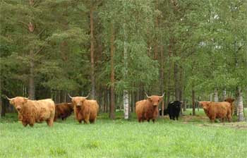 Miniature vs Highland Cows: A Quick Comparison