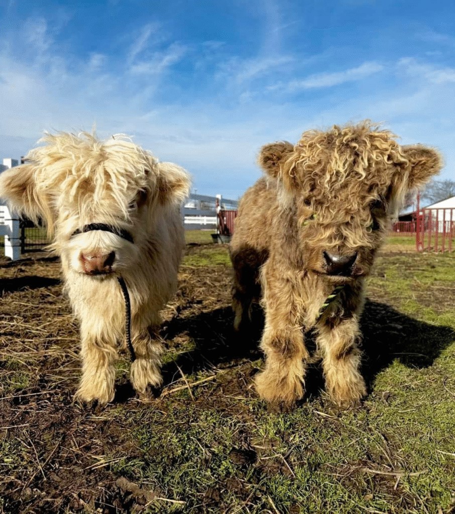 How Much Does It Cost to Feed a Mini Highland Cow? A Complete Cost Guide